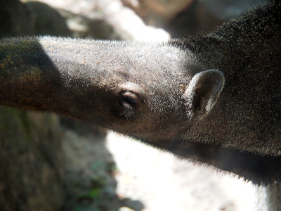 [The aarvark faces left with only its eye, ear and part of its snout and upper back visible. There is very short stubbly fur visible on the surface of its elongated head.]